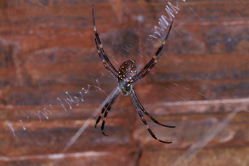 Argiope_ZZ307_D3476_Z_81_Karinji NP_Australie.jpg